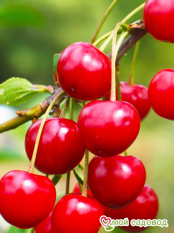 Вишня Натали