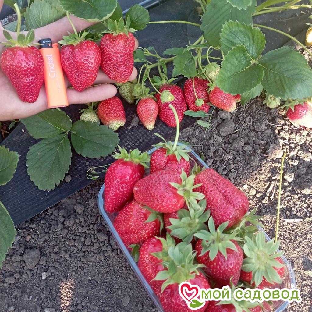 Клубника Роксана