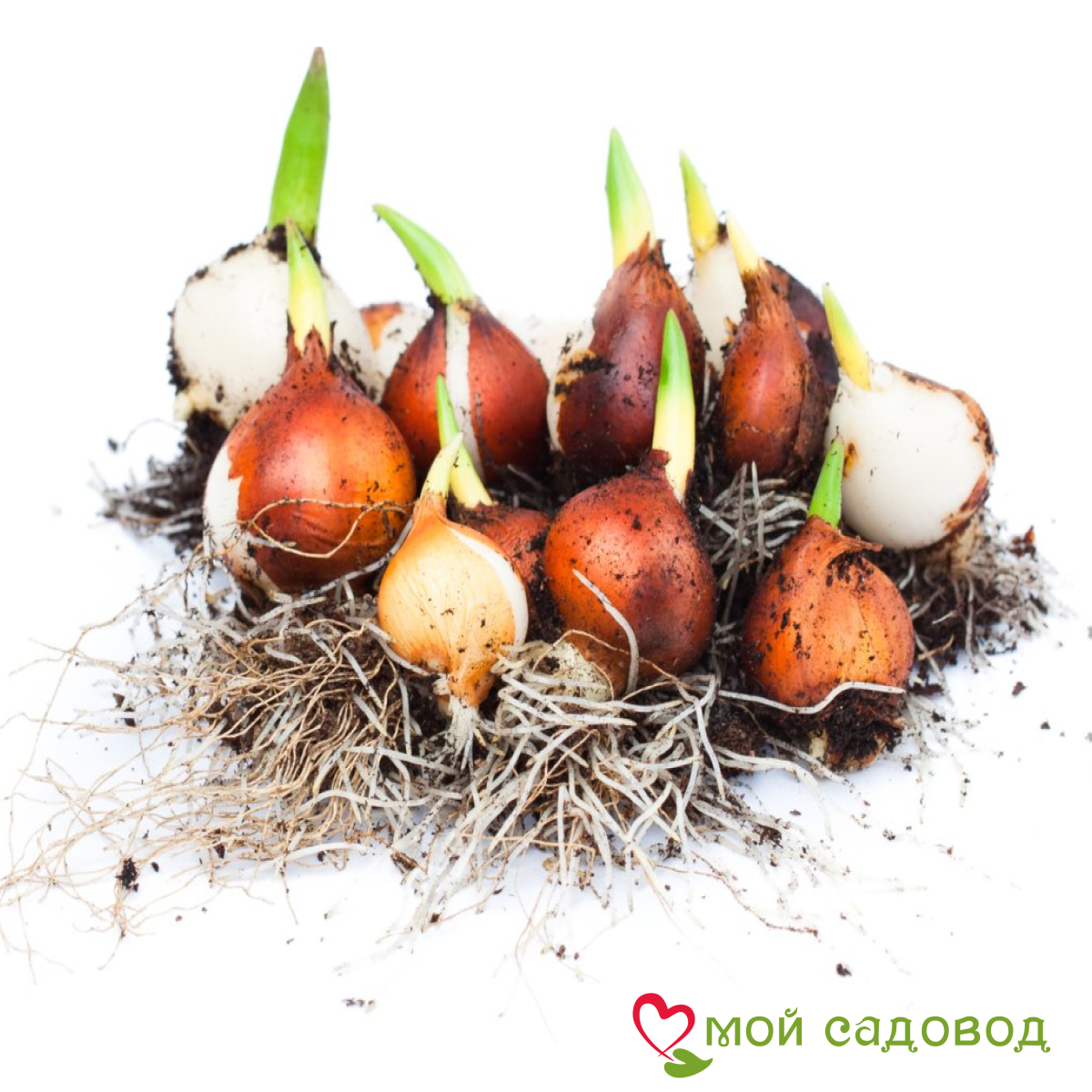 Тюльпан Гудошник Дабл