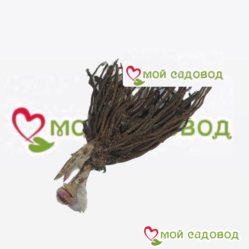 Хоста Сикрет Гарденс