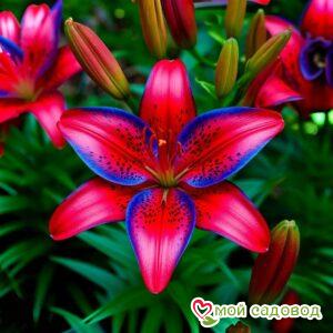 Лилия Эклипс Блум